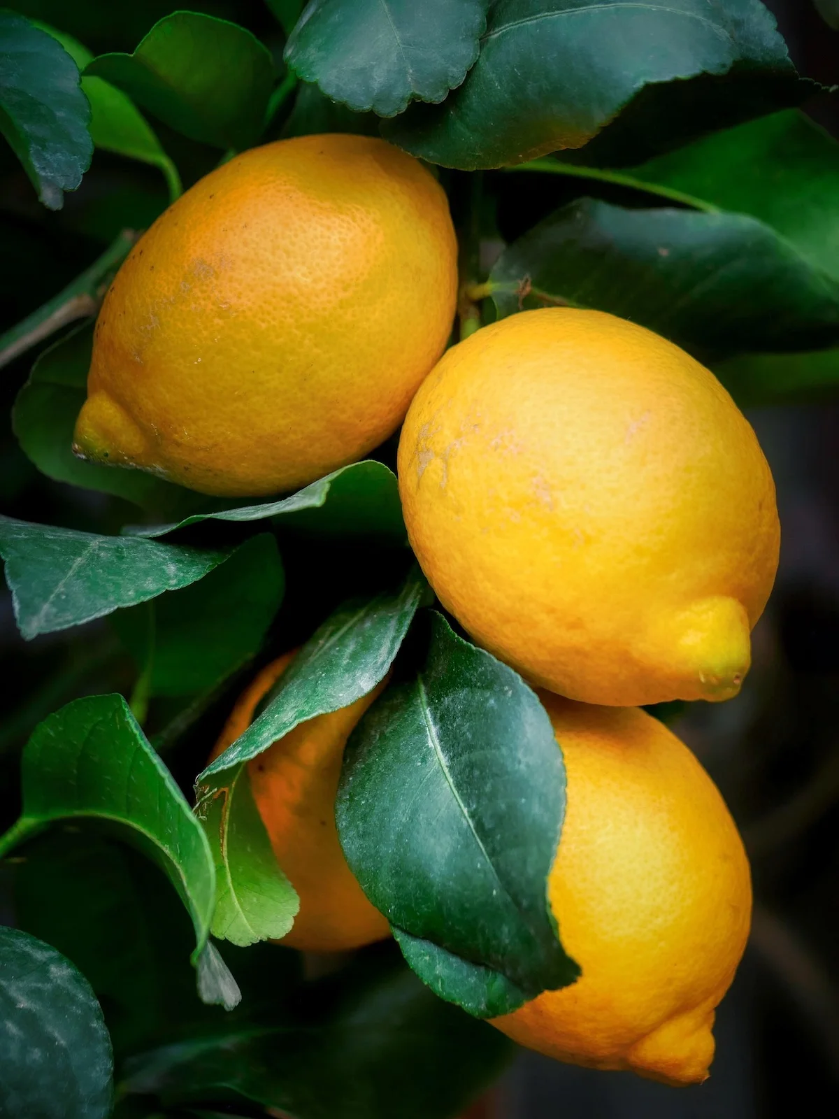 Reife Zitronen wachsen an Bäumen mit frischen grünen Blättern, Bio-Zitrusfrüchte.